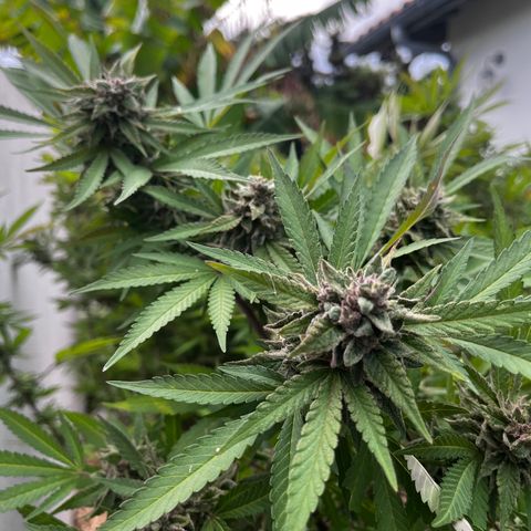 Strawberry Lemonade growlog timeline photo
