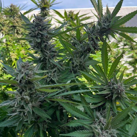 Strawberry Lemonade growlog timeline photo