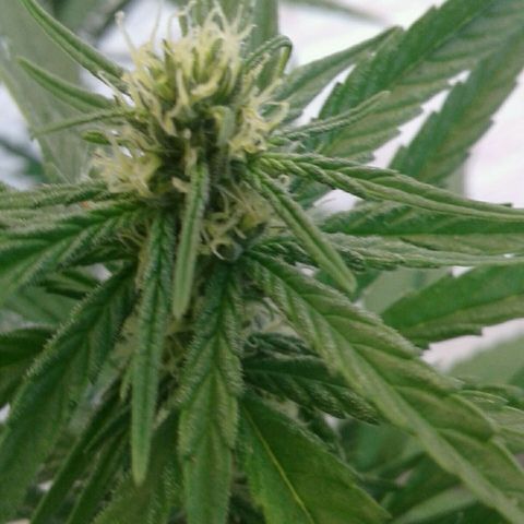 Galacticus Og #1 growlog photo: Trichomes loading up