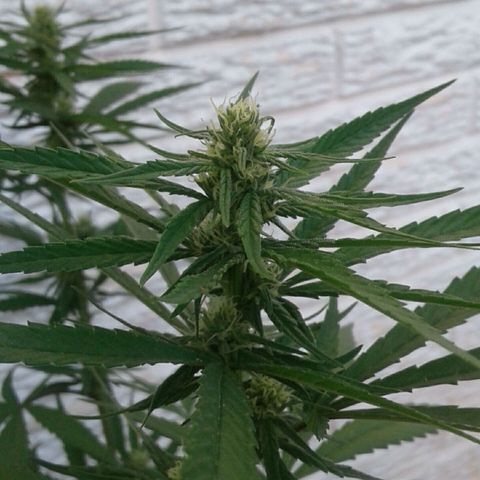 Galacticus Og #1 growlog photo: Trichomes loading up