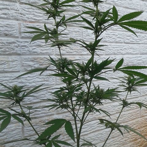 Galacticus Og #1 growlog photo: Trichomes loading up