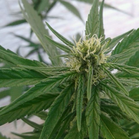 Galacticus Og #1 growlog photo: Trichomes loading up