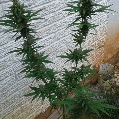 Galacticus Og #1 growlog timeline photo