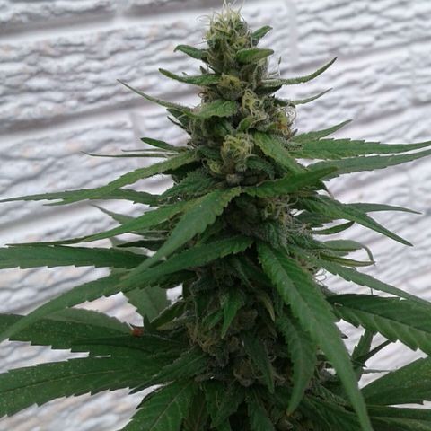 Galacticus Og #1 growlog timeline photo