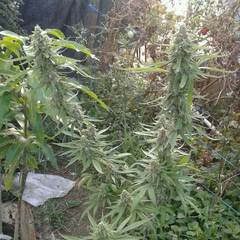 Galacticus Og #1 growlog photo: Frostiness on point.
Looking at a week before harvest, watching trichomes now.
