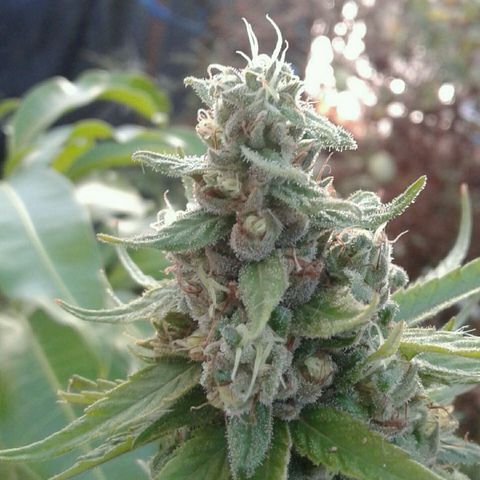 Galacticus Og #1 growlog photo: Frostiness on point.
Looking at a week before harvest, watching trichomes now.