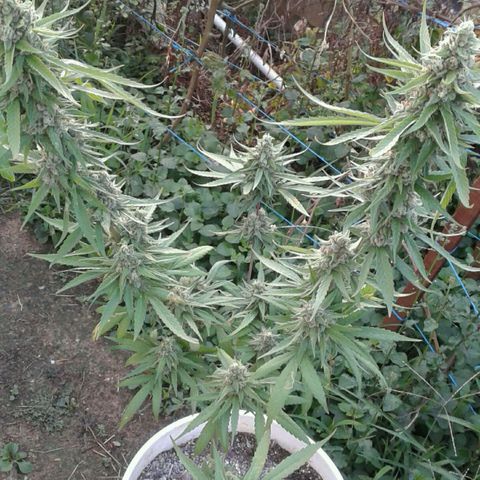 Galacticus Og #1 growlog photo: Frostiness on point.
Looking at a week before harvest, watching trichomes now.