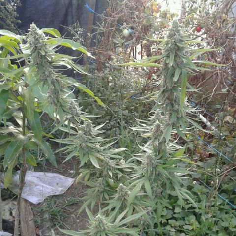 Galacticus Og #1 growlog photo: Frostiness on point.
Looking at a week before harvest, watching trichomes now.