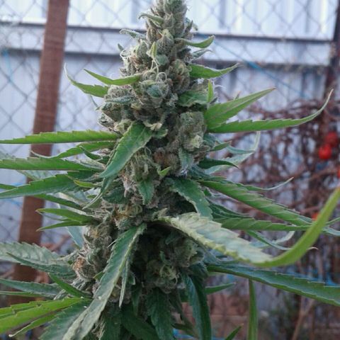 Galacticus Og #1 growlog photo: Frostiness on point.
Looking at a week before harvest, watching trichomes now.
