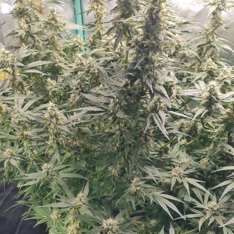 Growlog-Zeitleistenfoto von AK47 Autoflowering