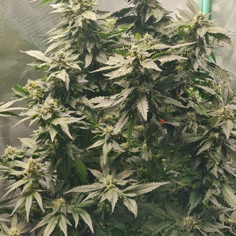 Growlog-Zeitleistenfoto von AK47 Autoflowering