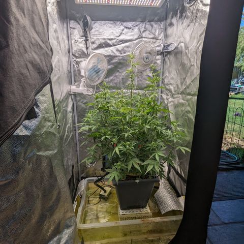 Growlog-Zeitleistenfoto von AK47 Autoflowering