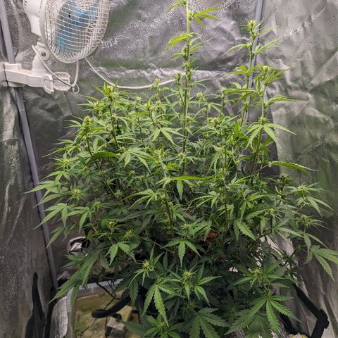 Growlog-Zeitleistenfoto von AK47 Autoflowering