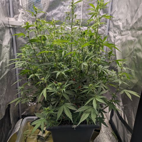 Growlog-Zeitleistenfoto von AK47 Autoflowering