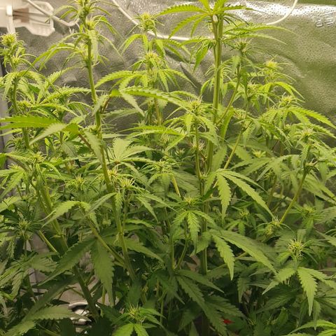 Growlog-Zeitleistenfoto von AK47 Autoflowering