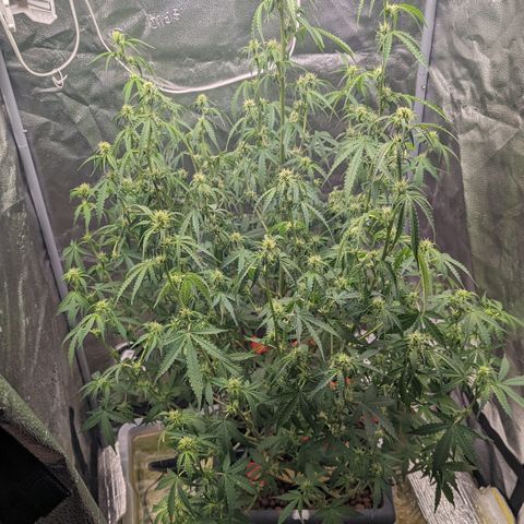 Growlog-Foto von AK47 Autoflowering: Heavy defoliation complete 