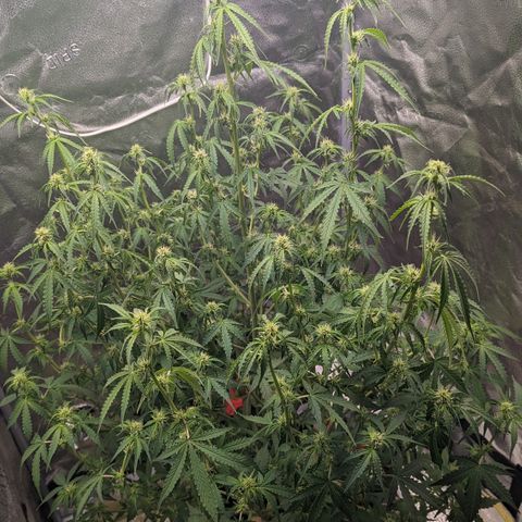 Growlog-Foto von AK47 Autoflowering: Heavy defoliation complete 