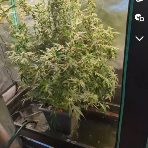 Growlog-Foto von AK47 Autoflowering: Have also applied Scrog Net even though it's little to late in my opinion 