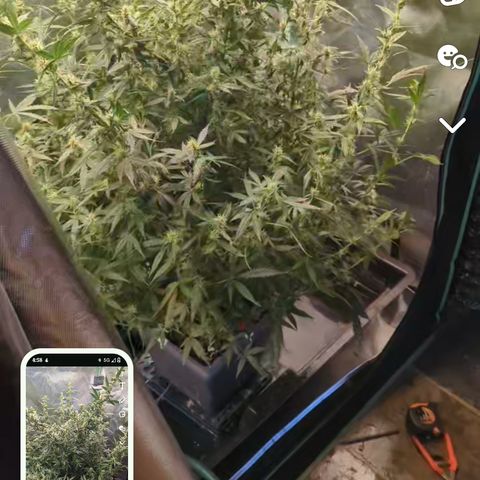 Growlog-Foto von AK47 Autoflowering: Have also applied Scrog Net even though it's little to late in my opinion 