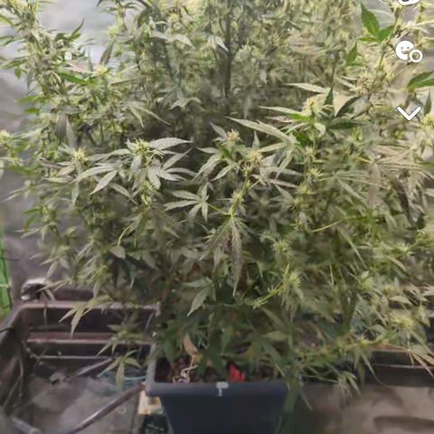 Growlog-Zeitleistenfoto von AK47 Autoflowering