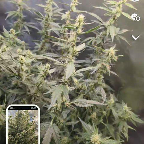 Growlog-Foto von AK47 Autoflowering: Have also applied Scrog Net even though it's little to late in my opinion 