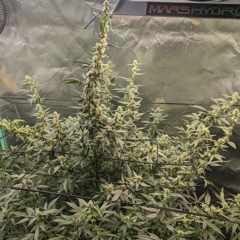 Growlog-Zeitleistenfoto von AK47 Autoflowering