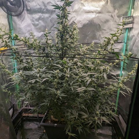 Growlog-Zeitleistenfoto von AK47 Autoflowering