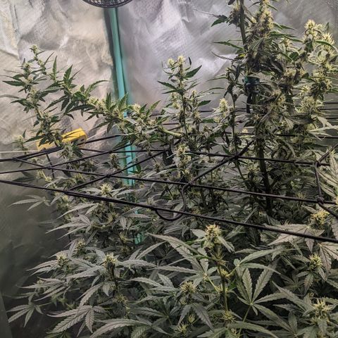 Growlog-Zeitleistenfoto von AK47 Autoflowering