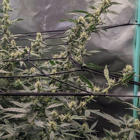Growlog-Zeitleistenfoto von AK47 Autoflowering