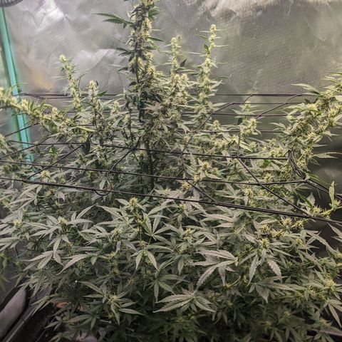 Growlog-Zeitleistenfoto von AK47 Autoflowering