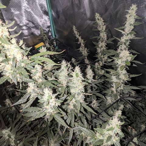 Growlog-Zeitleistenfoto von AK47 Autoflowering
