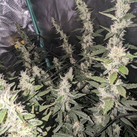 Growlog-Zeitleistenfoto von AK47 Autoflowering