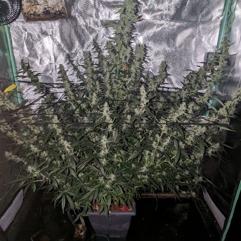Growlog-Zeitleistenfoto von AK47 Autoflowering