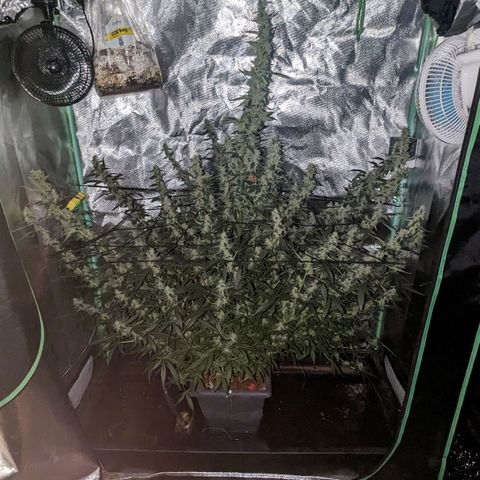 Growlog-Zeitleistenfoto von AK47 Autoflowering