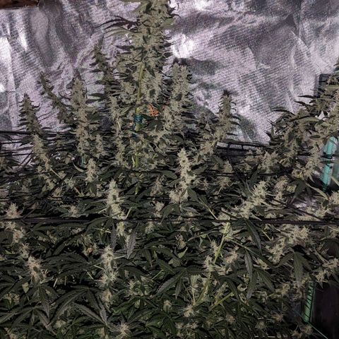 Growlog-Zeitleistenfoto von AK47 Autoflowering