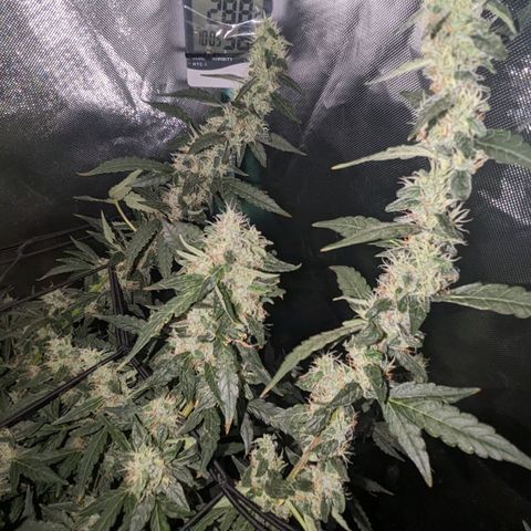 Growlog-Zeitleistenfoto von AK47 Autoflowering