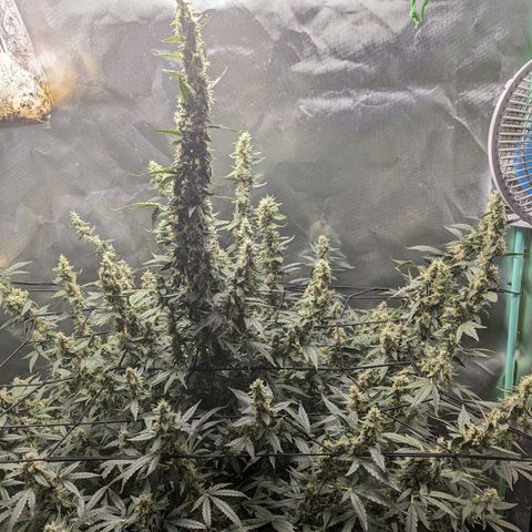 Growlog-Foto von AK47 Autoflowering: Nutes pulled back to minimal down to none, expecting to harvest within next 7-10 days