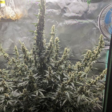 Growlog-Foto von AK47 Autoflowering: Nutes pulled back to minimal down to none, expecting to harvest within next 7-10 days