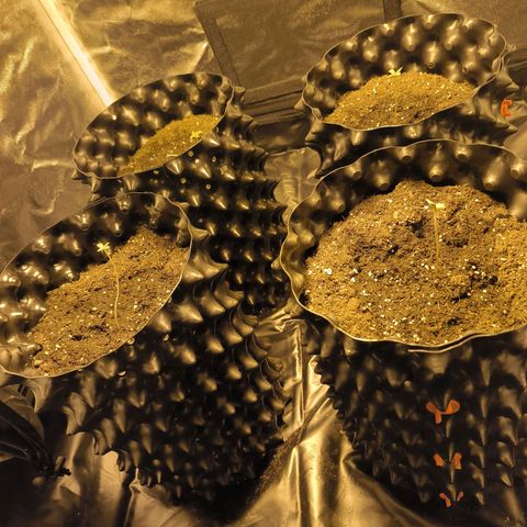 Genética desconocida growlog timeline photo