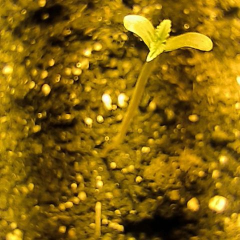 Genética desconocida growlog timeline photo