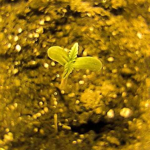 Genética desconocida growlog timeline photo