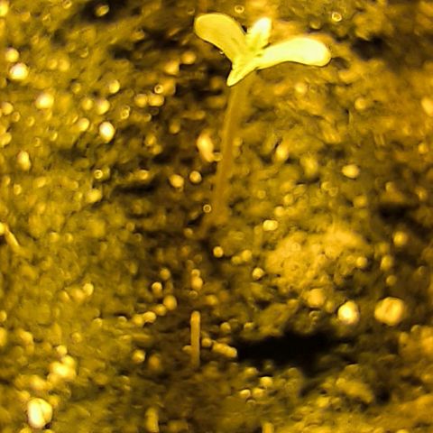 Genética desconocida growlog timeline photo
