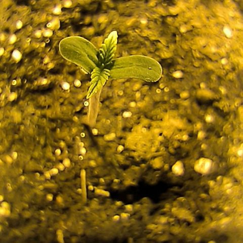 Genética desconocida growlog timeline photo