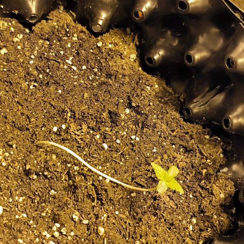 Genética desconocida growlog timeline photo
