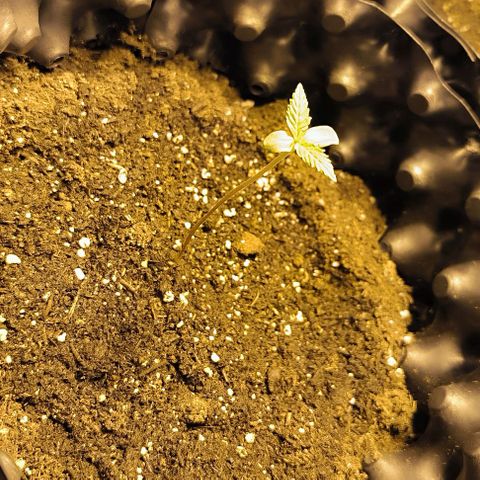 Genética desconocida growlog timeline photo