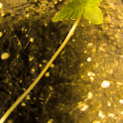 Genética desconocida growlog timeline photo
