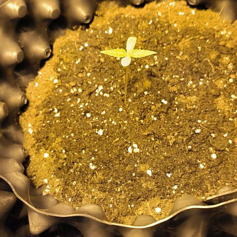 Genética desconocida growlog timeline photo