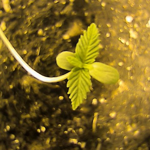 Genética desconocida growlog timeline photo
