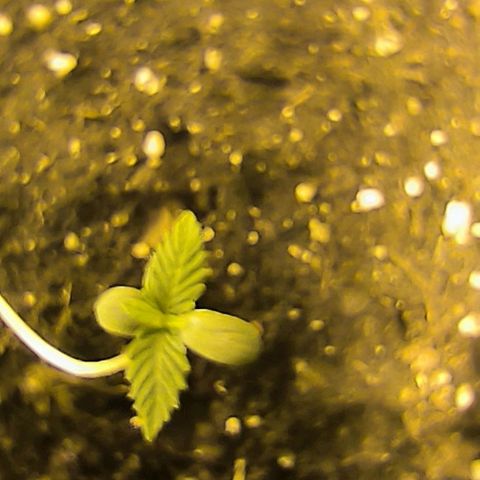 Genética desconocida growlog timeline photo