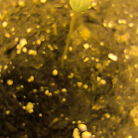 Genética desconocida growlog timeline photo